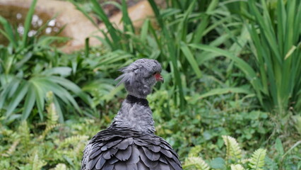 Southern Screamer|Chauna torquata|冠叫鴨