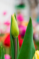 Tulip flower close up. Delicate bud, symbol of spring.