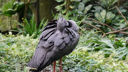 Southern Screamer|Chauna torquata|冠叫鴨