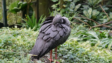 Southern Screamer|Chauna torquata|冠叫鴨
