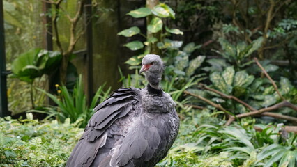 Southern Screamer|Chauna torquata|冠叫鴨