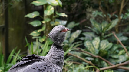 Southern Screamer|Chauna torquata|冠叫鴨
