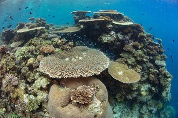 Fototapeta na wymiar A healthy coral reef composed of a wide variety of reef-building corals grows in the Solomon Islands. This beautiful country is home to spectacular marine biodiversity and many historic WWII sites.