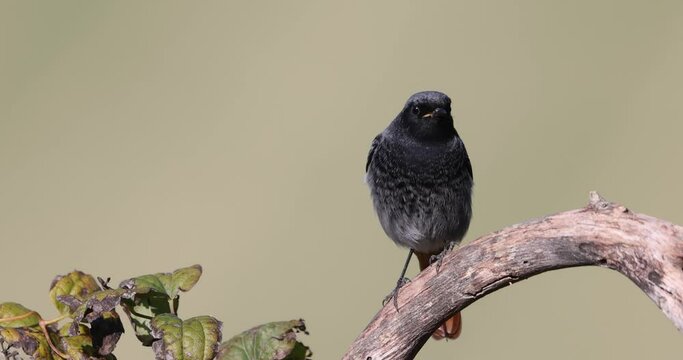 The black redstart (Phoenicurus ochruros) is a small passerine bird