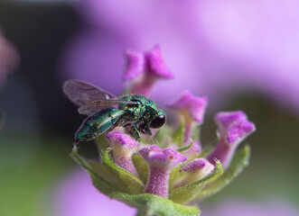 close-up cuckoo wasp in purple flower, this wasp can hypnotize cockroach