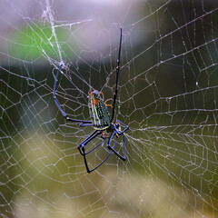 Charming yellow spider filled with webs