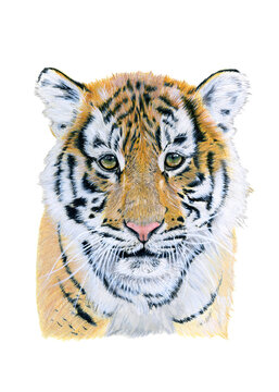 Baby tiger drawn in watercolor. Illustration of portrait on a white background