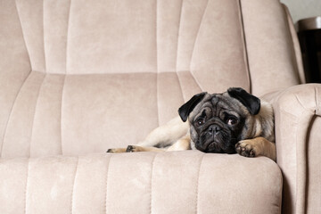 A funny one-year-old pug lies on a light beige sofa, a place for text. Purebred small dogs, pet...