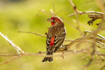 Backside of house finch with red feather strip in middle of his back