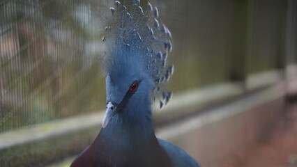 Victoria Crowned Pigeon|维多利亚凤冠鸠|Goura victoria|pigeon-Head shot