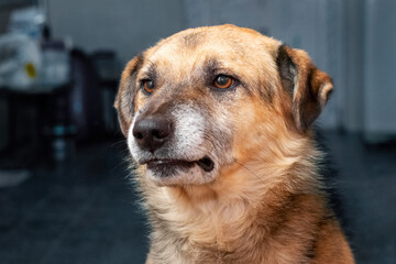 Big brown dog in the closet on a dark background close-up