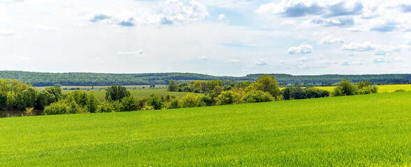 A wide field with green grass, trees and forest in the distance and a picturesque cloudy sky. Summer landscape with a green field