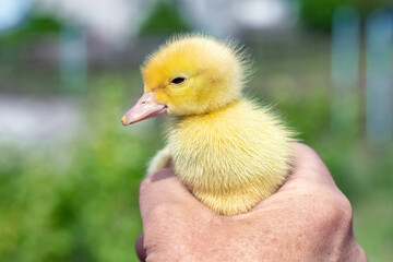 An elderly woman holds a small duckling in her hands. Love for animals