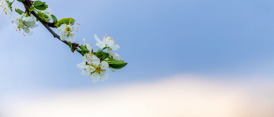 A plum branch with abundant blossoms on the background of the sky. Plum flowers. Plum blossom