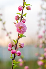 Obraz premium A branch of Japanese cherry with flowers and buds on the background of the sky