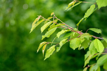 A branch of a tree with green leaves in the forest on a blurred background. Summer background