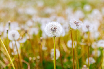Fototapeta na wymiar A meadow with overgrowth of white dandelions in soft pastel warm tones