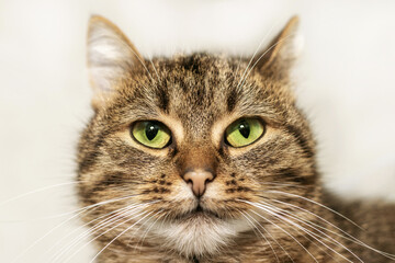 Brown tabby cat with green eyes close-up. Portrait of a cat