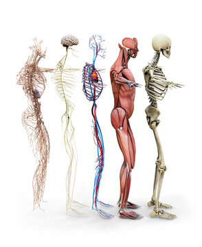 muscles, skeleton, circulatory, nervous and lymphatic systems