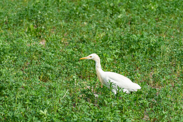 white heron in the grass