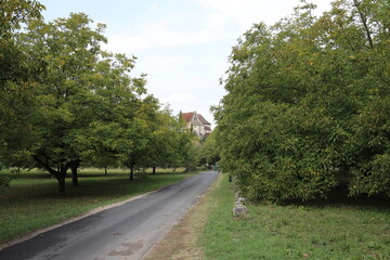 A rural road in the French Dordogne through a forest of walnut trees.