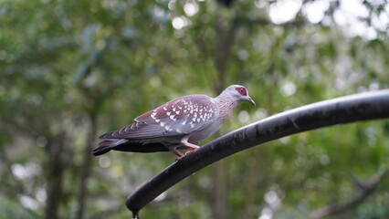 Speckled Pigeon|Columba guinea| rock pigeon|斑鸽