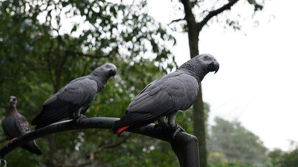 Psittacus erithacus|African Grey Parrot|非洲灰鸚鵡
