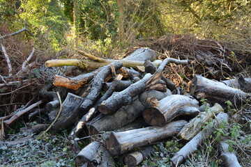 Pile of logs