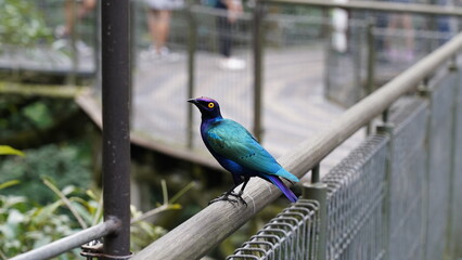 Lamprotornis Purpureus|Purple starling|紫色八哥