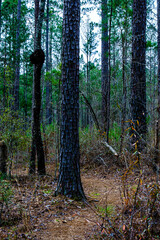 Obraz premium High Falls State Park, GA