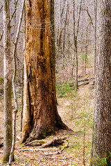 High Falls State Park, GA