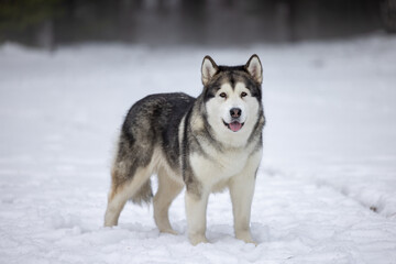 Naklejka premium Malamute Dog Is Standing on Snowy Ground in Winter. Outdoor Portrait Photo Shoot.