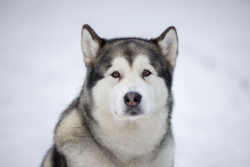 Naklejka na ściany i meble Malamute Dog Is Sitting on Snowy Ground in Winter. Outdoor Portrait Photo Shoot.