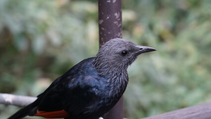 red-winged starling|Onychognathus morio|紅翅黑鸝