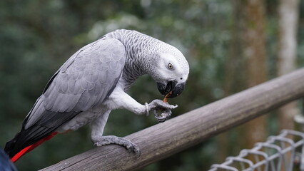 Psittacus erithacus|African Grey Parrot|非洲灰鸚鵡