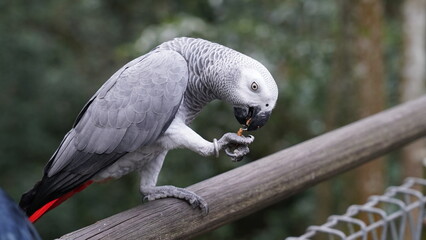 Psittacus erithacus|African Grey Parrot|非洲灰鸚鵡