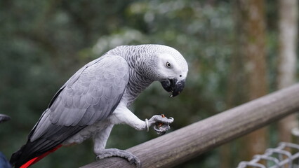 Psittacus erithacus|African Grey Parrot|非洲灰鸚鵡