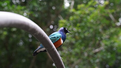 Lamprotornis Purpureus|Purple starling|紫色八哥