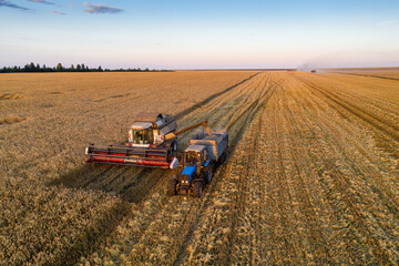 Volga region, harvest season. Combines harvest wheat at sunset. Aerial view.