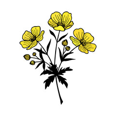 Buttercup Caustic flowers. Vector stock illustration eps10. Outline, isolate on white background. Hand drawn.