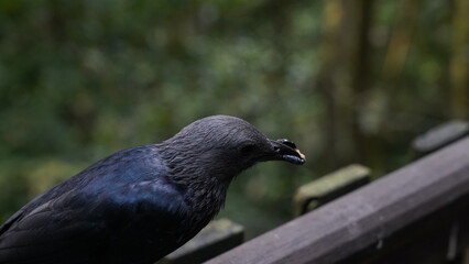 red-winged starling|Onychognathus morio|紅翅黑鸝