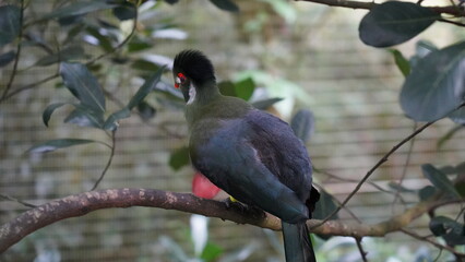 White-cheeked turaco|Menelikornis leucotis|白頰蕉鵑蕉鵑