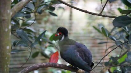 White-cheeked turaco|Menelikornis leucotis|白頰蕉鵑蕉鵑