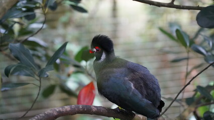 White-cheeked turaco|Menelikornis leucotis|白頰蕉鵑蕉鵑