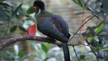White-cheeked turaco|Menelikornis leucotis|白頰蕉鵑蕉鵑