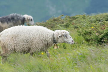 Naklejka premium Sheep graze in the mountains.