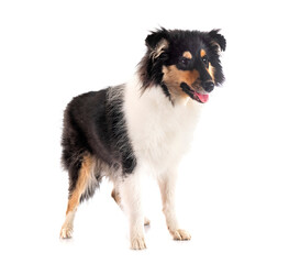 rough collie in studio