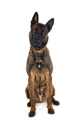 malinois in studio