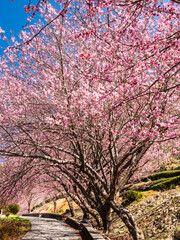 Landscape view of pink cherry blossoms at the sakura gardens of Wuling Farm in Taichung, Taiwan.
Low-angle view of pink cherry blossoms at sakura gardens with blue sky background
