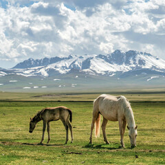 Fototapeta na wymiar Wild horses in Kyrgyzstan nature green landscape with snowcapped mountains. Kyrgyzstan is a landlocked country located in central Asia, known for its rugged, mountainous terrain and grasslands.